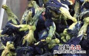 蓝蝴蝶花茶的泡法视频 蓝蝴蝶花茶的泡法