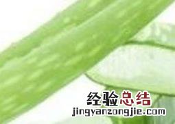 吃芦荟有什么好处芦荟要怎么吃 吃芦荟有什么好处