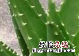 吃芦荟有什么好处芦荟要怎么吃 吃芦荟有什么好处