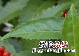 草珊瑚的繁殖方法和技巧图解 草珊瑚的繁殖方法和技巧