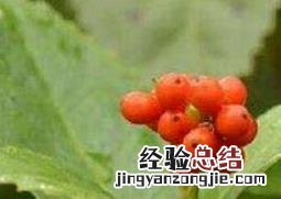 草珊瑚的繁殖方法和技巧图解 草珊瑚的繁殖方法和技巧