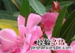 不适宜养在家里的植物是什么 不适宜养在家里的植物