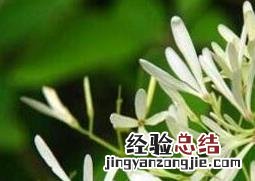 不适宜养在家里的植物是什么 不适宜养在家里的植物