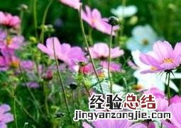 波斯菊怎么种才能爆盆 波斯菊怎么种