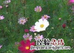波斯菊怎么种才能爆盆 波斯菊怎么种