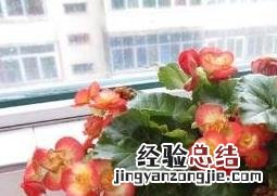 玻璃翠的养殖方法和注意事项 玻璃翠的养殖方法和注意事项图片