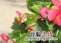 玻璃翠的养殖方法和注意事项 玻璃翠的养殖方法和注意事项图片