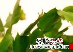 指节花的功效与作用 手指花有什么功效