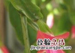 指节花的功效与作用 手指花有什么功效