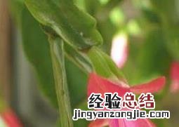 指节花的功效与作用 手指花有什么功效