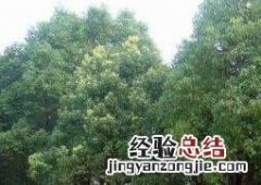 中国有香气树品种大全 带香气的树种有哪些