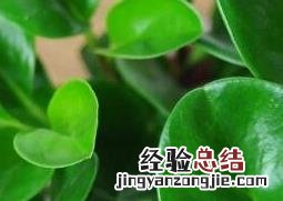 小家碧玉的养殖方法和注意事项 碧玉的养殖方法和注意事项