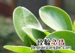 小家碧玉的养殖方法和注意事项 碧玉的养殖方法和注意事项