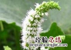 薄荷花的养殖方法和注意事项 薄荷花的养殖方法和注意事项图片