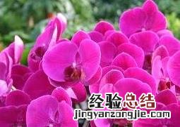 蝴蝶兰花的养殖方法和注意事项 蝴蝶兰花的养殖方法和注意事项水培