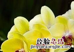 蝴蝶兰花的养殖方法和注意事项 蝴蝶兰花的养殖方法和注意事项水培