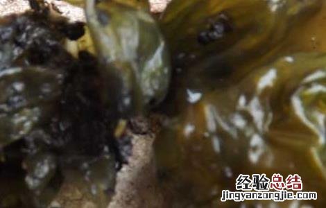 地皮菜的营养价值 地皮菜的营养价值与功效