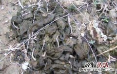 地皮菜的营养价值 地皮菜的营养价值与功效