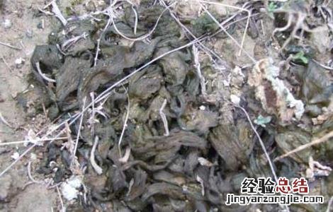 地皮菜的营养价值 地皮菜的营养价值与功效