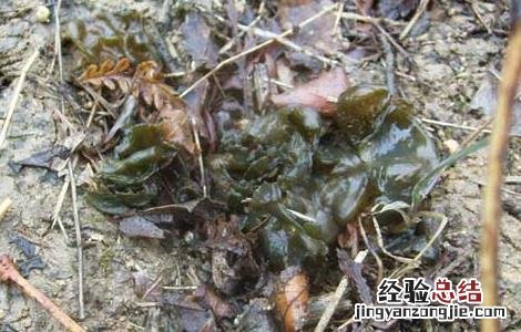 地皮菜的营养价值 地皮菜的营养价值与功效