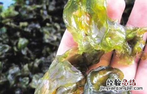 地皮菜的营养价值 地皮菜的营养价值与功效