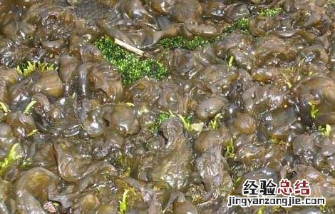 地皮菜的营养价值 地皮菜的营养价值与功效