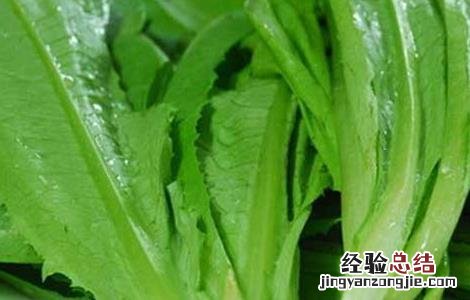 春菜的营养价值及功效与作用 春菜的营养价值