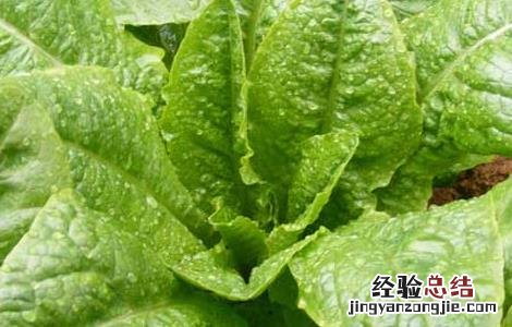 春菜的营养价值及功效与作用 春菜的营养价值