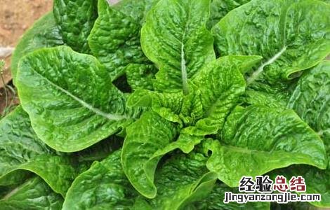春菜的营养价值及功效与作用 春菜的营养价值