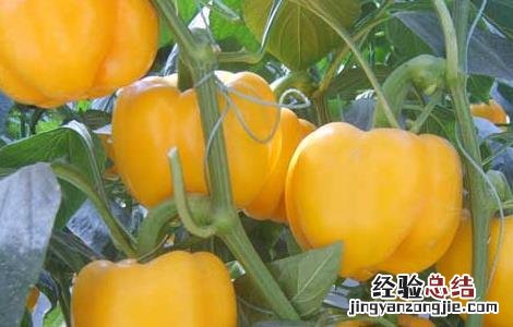 彩椒的营养价值