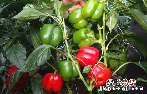 彩椒的营养价值