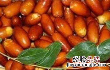尖枣的功效与作用及禁忌 尖枣的功效与作用