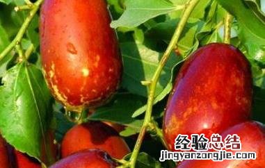 壶瓶枣和骏枣的区别是什么 壶瓶枣和骏枣的区别