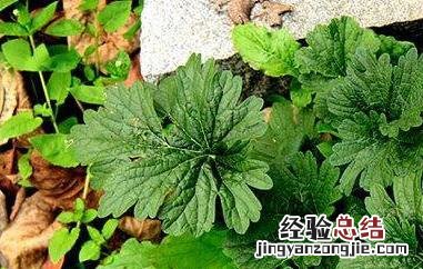 益母草茶怎么制作方法 益母草茶怎么制作