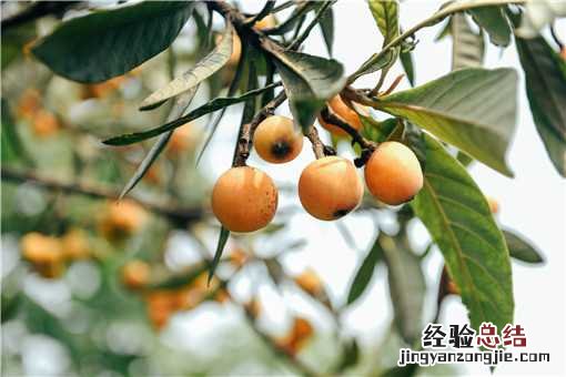 五月有哪些水果是当季的呢 五月有哪些水果是当季的
