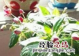 水季草花的养殖方法和注意事项 水季草花的养殖方法和注意事项有哪些