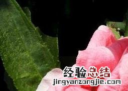 水季草花的养殖方法和注意事项 水季草花的养殖方法和注意事项有哪些
