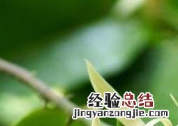 白兰花怎么养 白兰花怎么养枝条才繁图片大全视