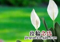 白掌叶子发黄怎么办 水培白掌叶子发黄怎么办