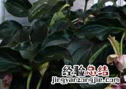 宝莲灯花的养殖方法和注意事项 国产宝莲灯花的养殖方法和注意事项