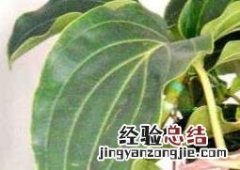 宝莲灯花的养殖方法和注意事项 国产宝莲灯花的养殖方法和注意事项