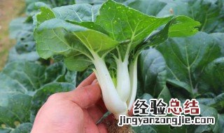 奶白菜的营养价值高吗 奶白菜的营养价值