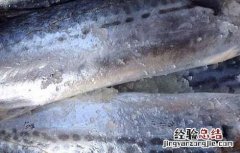 蓝点马鲛鱼的营养价值 马鲛鱼的营养价值