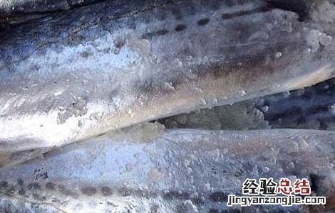 蓝点马鲛鱼的营养价值 马鲛鱼的营养价值