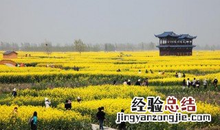 兴化油菜花观赏时间 兴化油菜花观赏时间最新