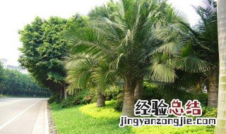 四季常绿的树木有哪些 四季常绿的风景树有哪几种