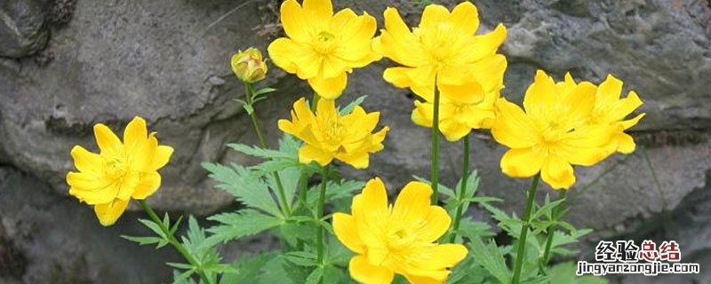 植物生长调节剂在园艺植物上的应用 植物调节剂在苗木上应用