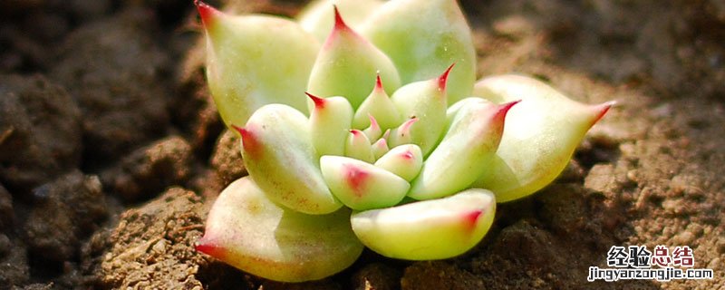 多肉植物生长调节剂 植物调节剂能喷多肉吗