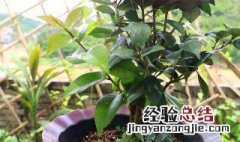 茶花干叶子是什么原因 茶花干叶子怎么回事