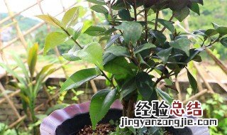 茶花干叶子是什么原因 茶花干叶子怎么回事